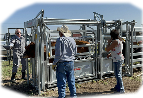 4 Rivers Diamond Vet Squeeze Chute, Parallel Squeeze, Single Side Exit, Galvanized - Cow in Chute
